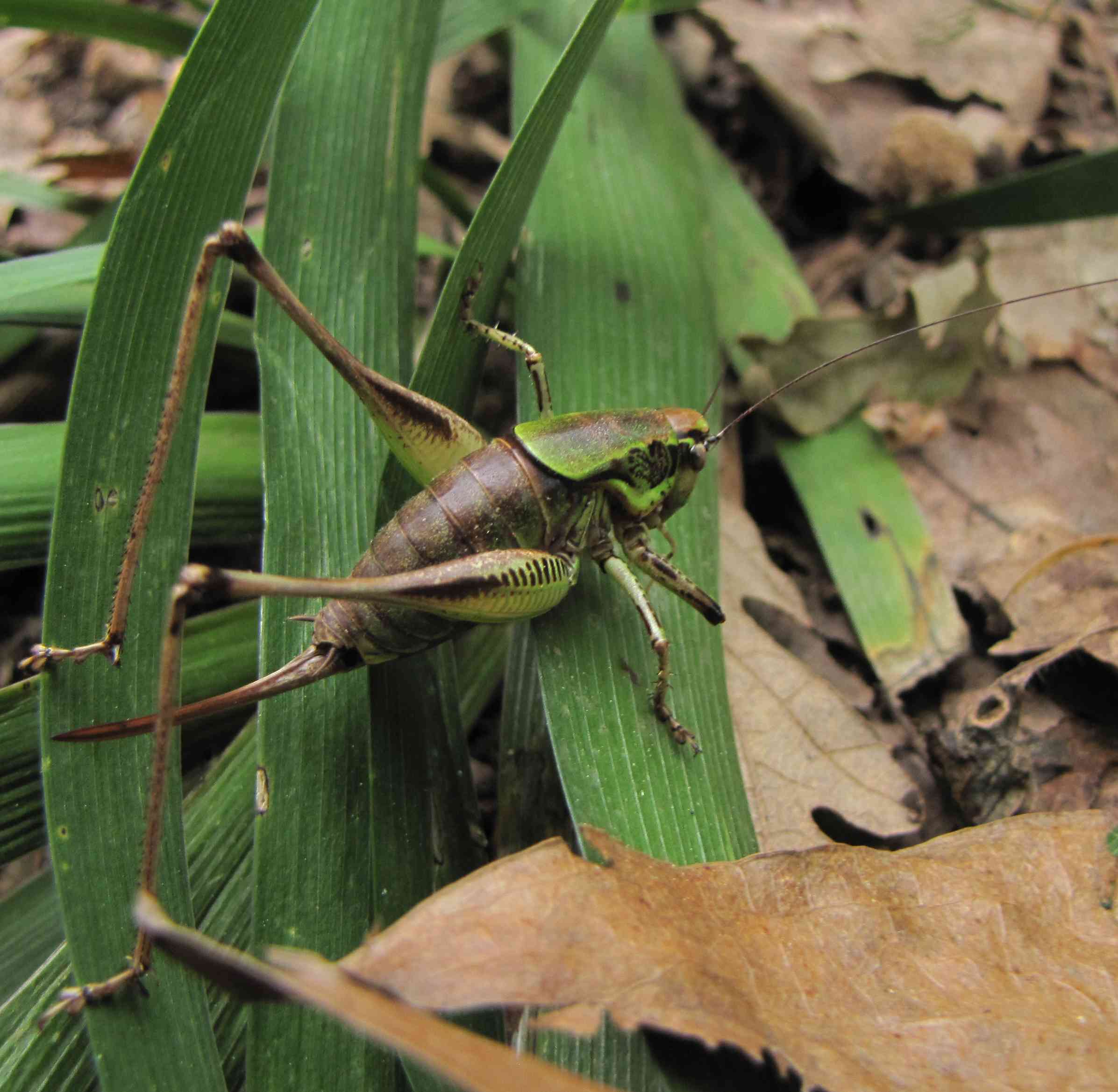 Eupholidoptera cf. chabrieri